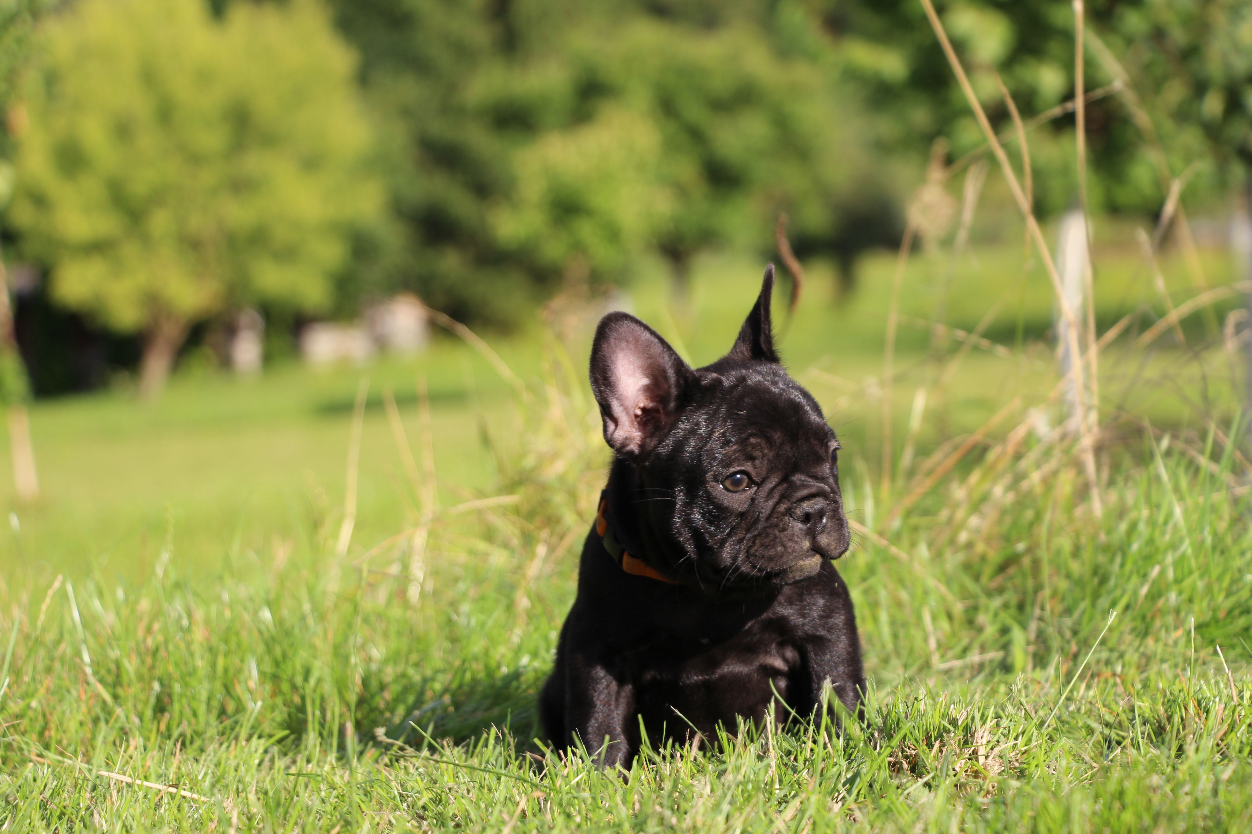  <svg class='orange'></svg> <b>Ma Cherry Melody</b> <svg class='orange'></svg>